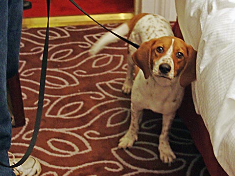 bed-bug-dog-detection fast-bed-bug-removal-allphase-exterminators-grand-rapids-mi-tampa-fl