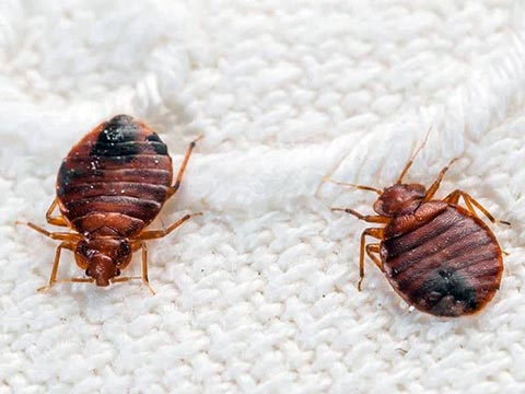 bed-bugs