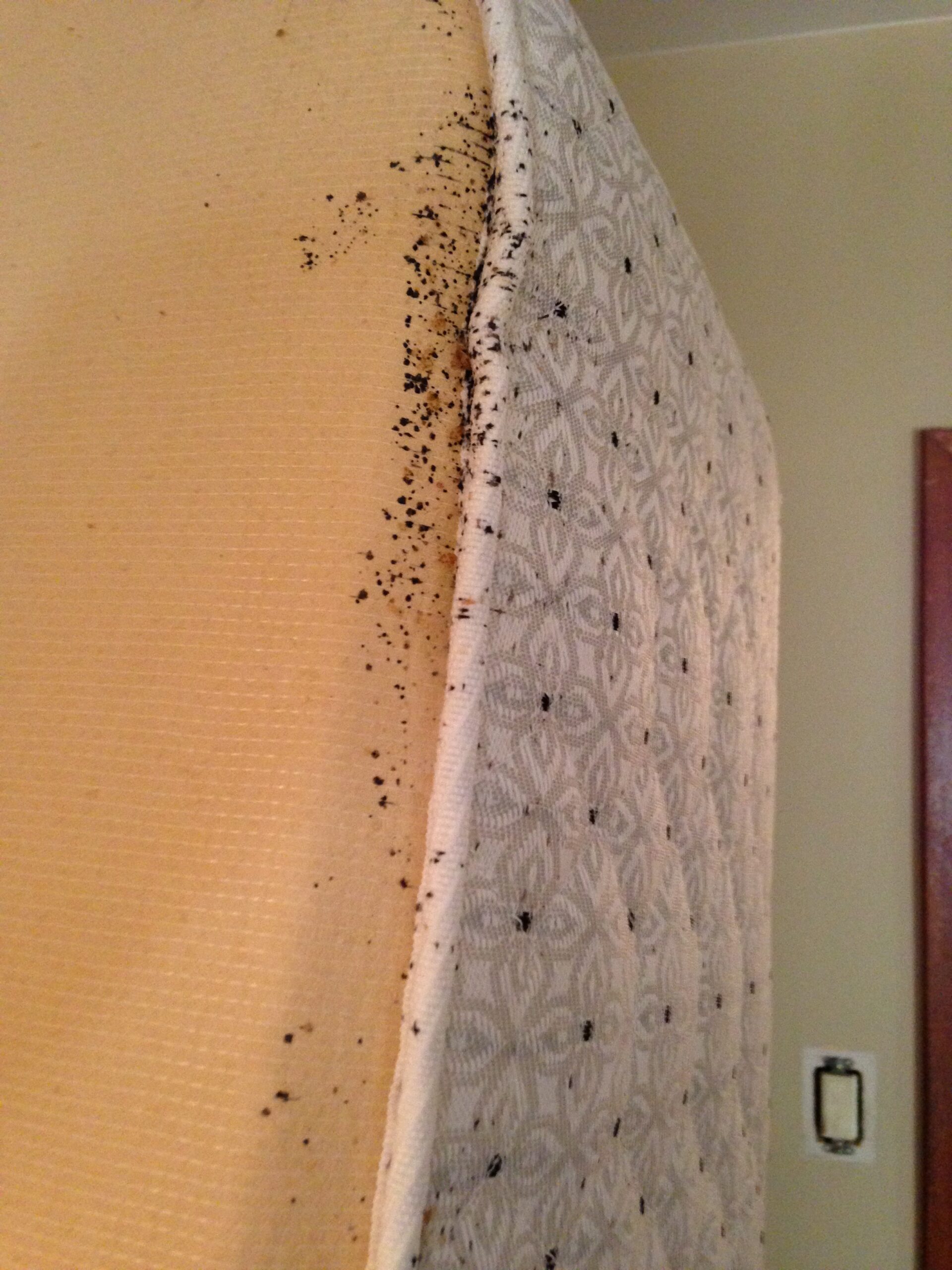 Close-up visual of a bed bug infestation on fabric